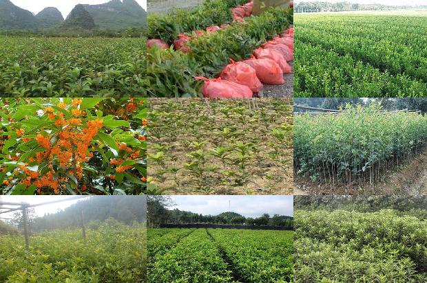 桂花树价格[基于绿色桂花的农业设施标准化管理优化策略]1662134858166