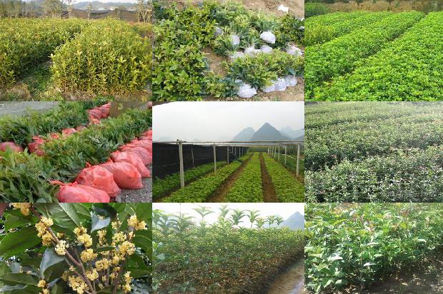 桂花树价格[基于绿色桂花的农业设施标准化管理优化策略]1662134858188