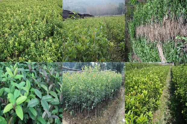 桂花树价格[基于绿色桂花的农业设施标准化管理优化策略]1662134858199
