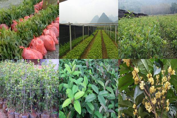 桂花树价格[基于绿色桂花的农业设施标准化管理优化策略]1662134858211