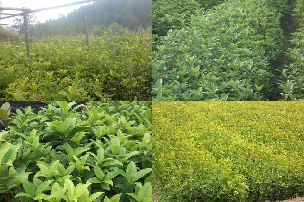 桂花树价格-桂花树加工配送忙，独门生意致富快1662567192246