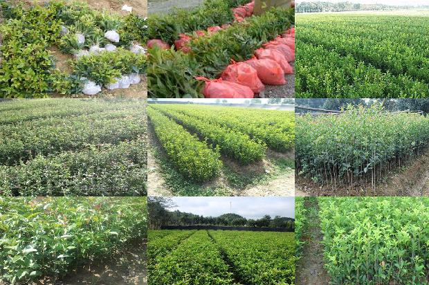 桂花树价格-桂花树加工配送忙，独门生意致富快1662567192258