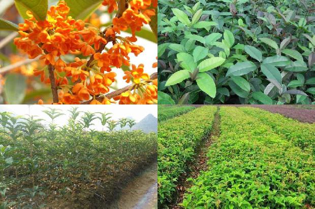 桂花树价格_桂花子，谢谢你用造梦的方式帮我们守护童年1662912933810
