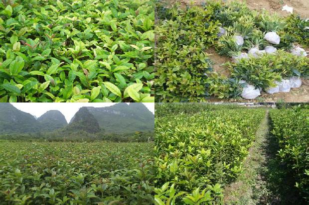 桂花树价格[设施桂花易混淆病害的辨识要点]1663431448437