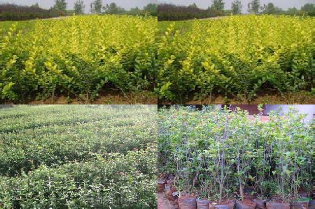 桂花树价格[设施桂花易混淆病害的辨识要点]1663431448459