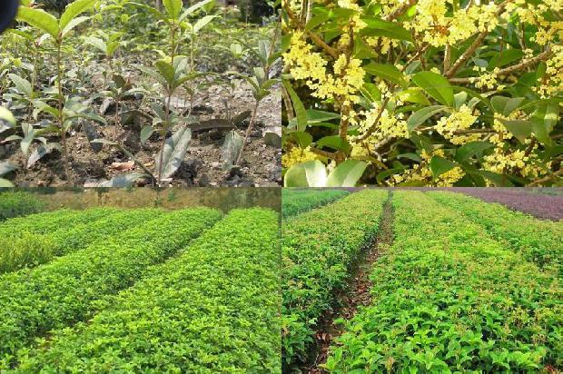 桂花树价格(我国北方设施桂花质量安全现状与问题分析)1663604155449