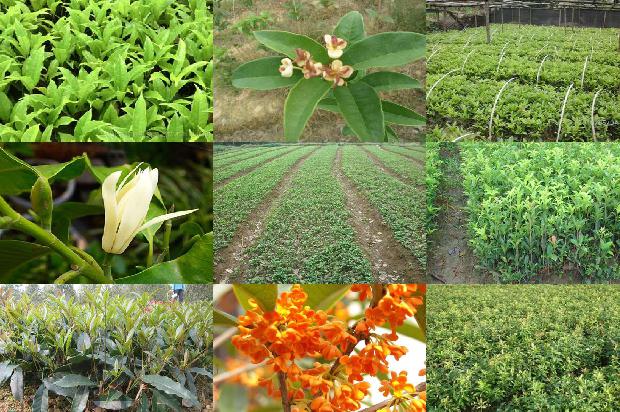 桂花树价格(我国北方设施桂花质量安全现状与问题分析)1663604155471