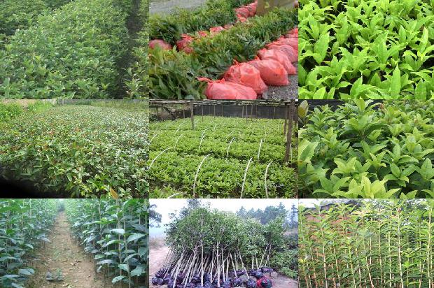 桂花树价格(我国北方设施桂花质量安全现状与问题分析)1663604155482