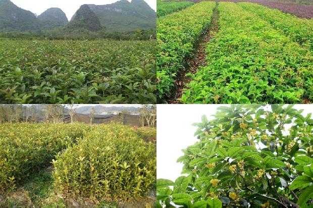 桂花树价格-上党区新建桂花园行间不同间作模式经济效益探讨1663691049854