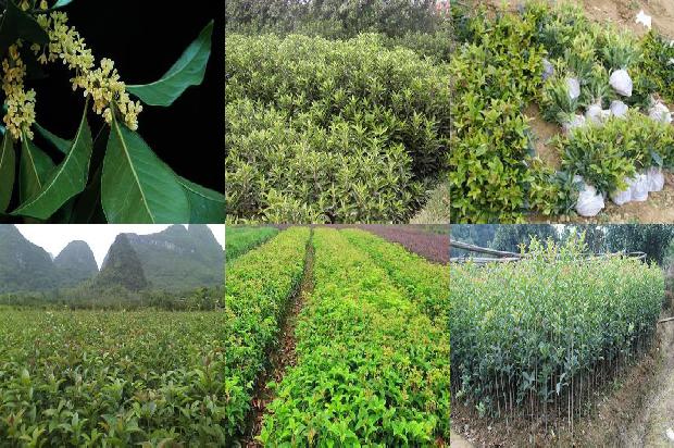 桂花树价格-上党区新建桂花园行间不同间作模式经济效益探讨1663691049865