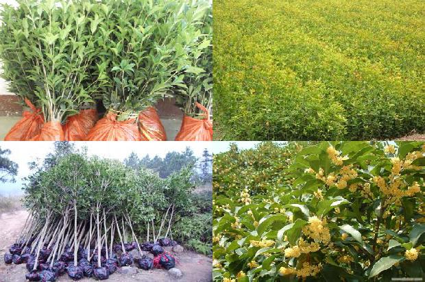桂花树价格:李晓栋：用面粉和桂花拍出手机大片1663777541763