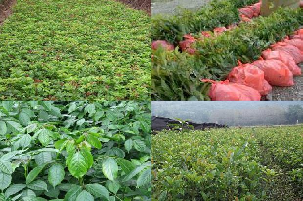 桂花树价格-5种常见杀虫剂防治桂花烟粉虱田间药效试验1663863970340