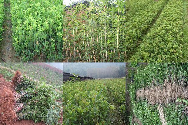 桂花树价格-5种常见杀虫剂防治桂花烟粉虱田间药效试验1663863970351