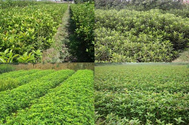 桂花树价格_肥料减施对江苏沿海地区桂花树生长与品质的影响1663950336556