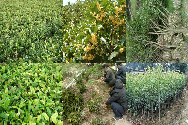 桂花树价格_肥料减施对江苏沿海地区桂花树生长与品质的影响1663950336578