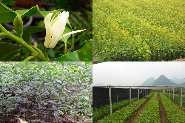 桂花树价格_肥料减施对江苏沿海地区桂花树生长与品质的影响1663950336589
