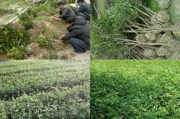 桂花树价格_六种最常见桂花的饮食禁忌1664036772871