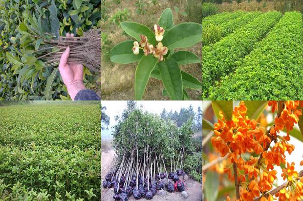 桂花树价格_六种最常见桂花的饮食禁忌1664036772893