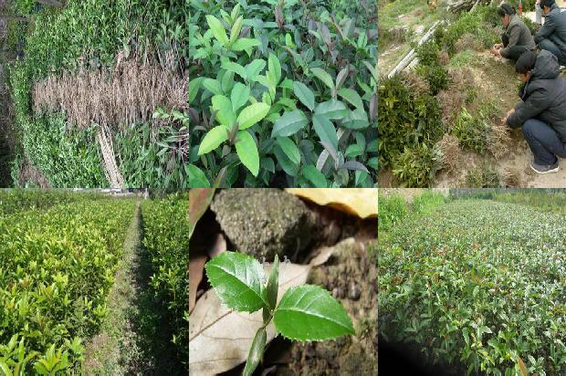 桂花树价格-桂花下胚轴和子叶组织培养及植株再生试验研究1664123271143
