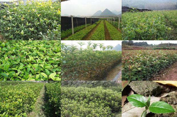 桂花树价格:《山西桂花树》投稿注意事项1664296077305