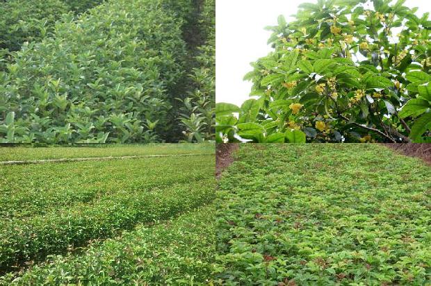 桂花树价格:《山西桂花树》投稿注意事项1664296077327