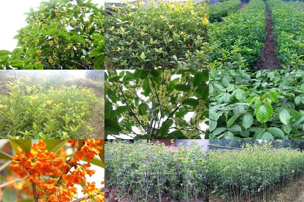 桂花树价格:桂花曾被用来祭祖狗不理的由来1664468908183