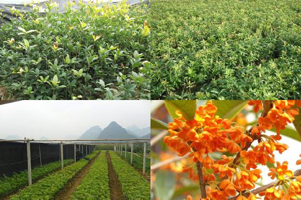桂花树价格(苏教版四年级下册《“桂花太阳”》第二课时教学设计与课评)1664641927805