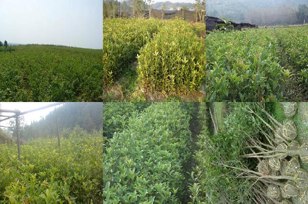 桂花树价格(苏教版四年级下册《“桂花太阳”》第二课时教学设计与课评)1664641927849