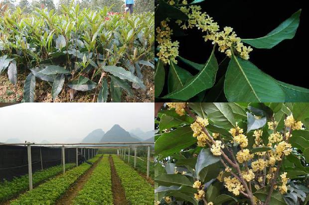 桂花树价格:洛南大棚桂花一年三种三收高效栽培模式1664815593959