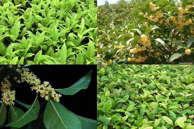 桂花树价格:洛南大棚桂花一年三种三收高效栽培模式1664815594002