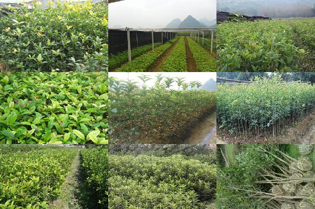 桂花树价格_桂花花开1665246373604