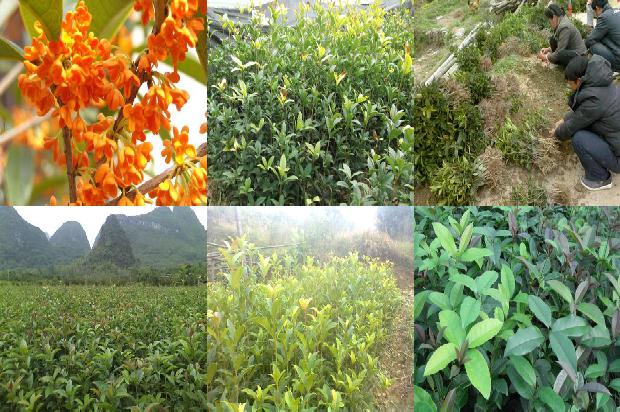 桂花树价格-有机土壤栽培对桂花叶片和茎的影响1665506254192