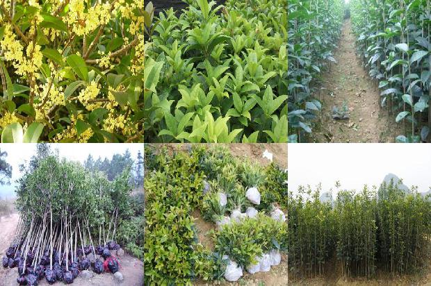 桂花树价格-有机土壤栽培对桂花叶片和茎的影响1665506254203