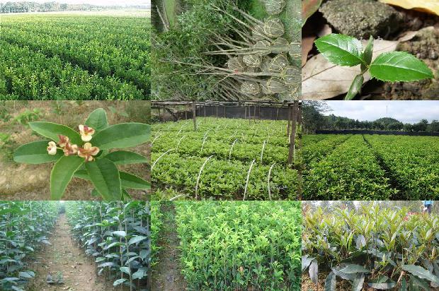 桂花树价格-有机土壤栽培对桂花叶片和茎的影响1665506254214