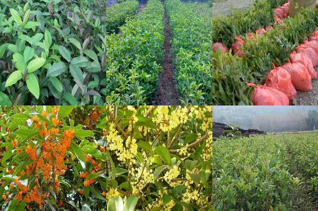 桂花树价格-有机土壤栽培对桂花叶片和茎的影响1665506254225