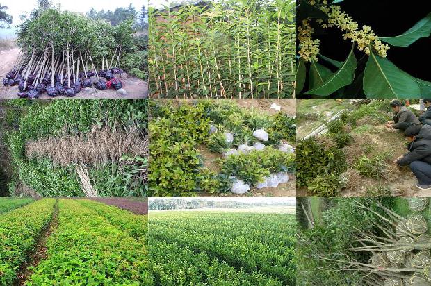 桂花树价格-有机土壤栽培对桂花叶片和茎的影响1665506254236