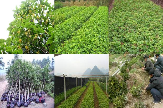 桂花树价格-有机土壤栽培对桂花叶片和茎的影响1665506254247