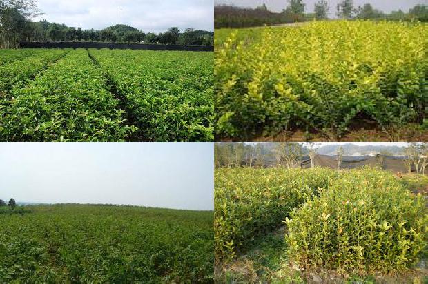 桂花树价格_大桂花优质丰产栽培技术1665850960531
