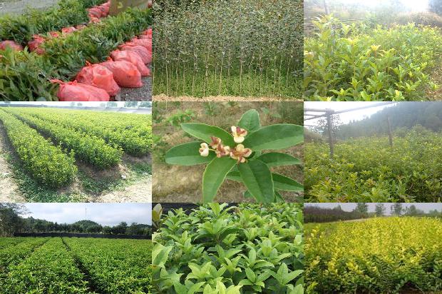 桂花树价格_大桂花优质丰产栽培技术1665850960575