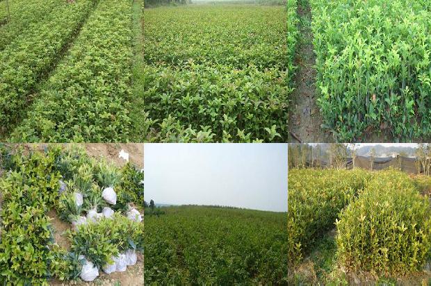 桂花树价格_种植密度和肥力对桂花树叶枯病的影响1666110185500