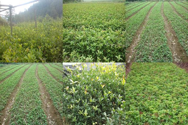 桂花树价格_种植密度和肥力对桂花树叶枯病的影响1666110185511