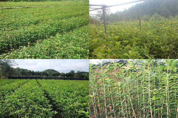 桂花树价格_种植密度和肥力对桂花树叶枯病的影响1666110185522