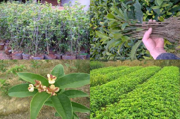 桂花树价格_种植密度和肥力对桂花树叶枯病的影响1666110185566