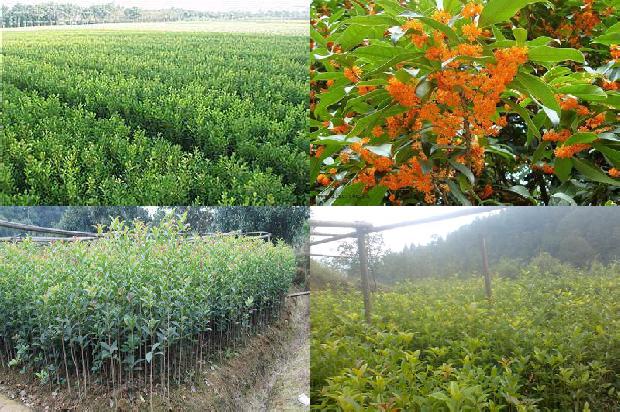 桂花树价格[桂花农药残留危害分析研究]1666196588935