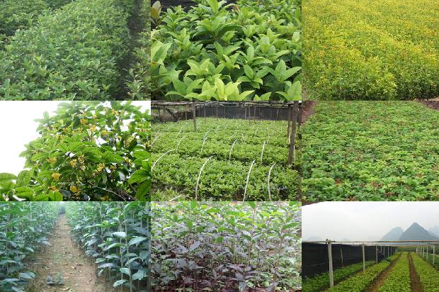 桂花树价格-福清市设施桂花大棚土传病害发生现状及防治对策1666369293335