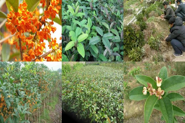 桂花树价格-福清市设施桂花大棚土传病害发生现状及防治对策1666369293379