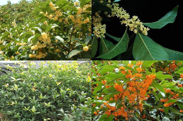 桂花树价格(三倍体育种在桂花树上的应用)1666542107989