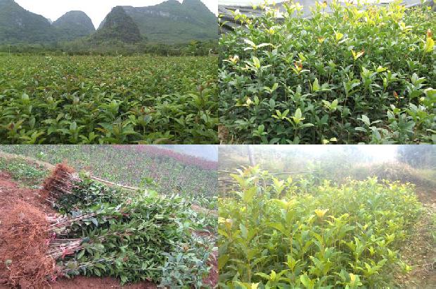 桂花树价格(三倍体育种在桂花树上的应用)1666542108022
