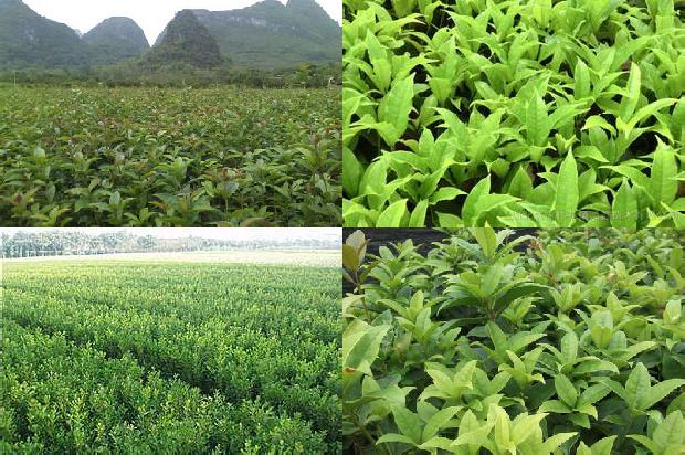 桂花树价格(三倍体育种在桂花树上的应用)1666542108055