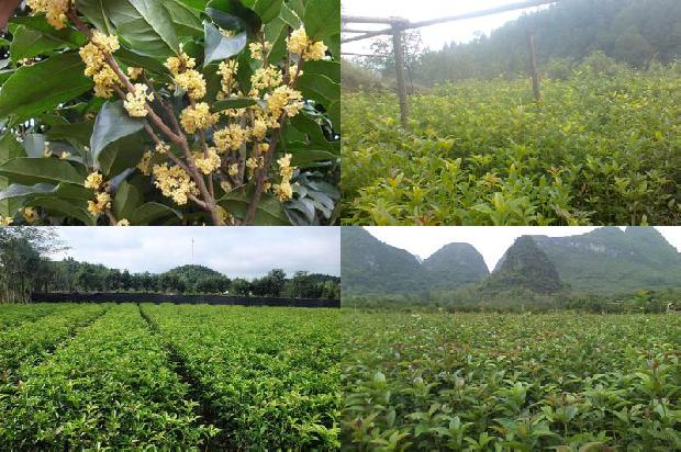 桂花树价格:桂花树桂花树往哪儿看1666973218141
